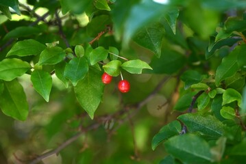 Cherry silverberry (Elaeagnus multiflora) berries.
Elaeagnaceae deciduous tree. The berries, which ripen red from May to July, are edible accessory fruit.