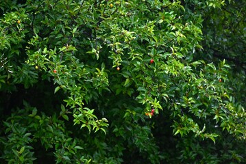 Cherry silverberry (Elaeagnus multiflora) berries.
Elaeagnaceae deciduous tree. The berries, which ripen red from May to July, are edible accessory fruit.