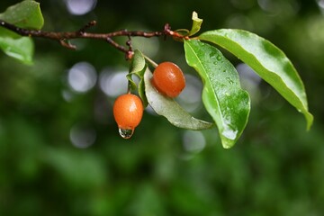 Cherry silverberry (Elaeagnus multiflora) berries.
Elaeagnaceae deciduous tree. The berries, which ripen red from May to July, are edible accessory fruit.