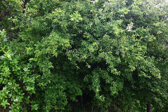 Cherry silverberry (Elaeagnus multiflora) berries.
Elaeagnaceae deciduous tree. The berries, which ripen red from May to July, are edible accessory fruit.