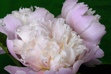 Peony Blossom Trio 22