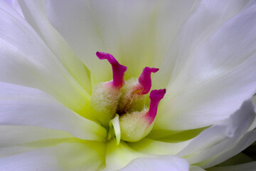 Peony Pistil Abstract 02