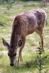 Yukon Territories, Canada