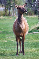 Fototapeta premium Yukon Territories, Canada