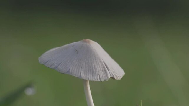 Tokyo, Japan - June 20, 2025: Closeup of a cap of Parasola plicatilis or pleated inkcap on lawn
