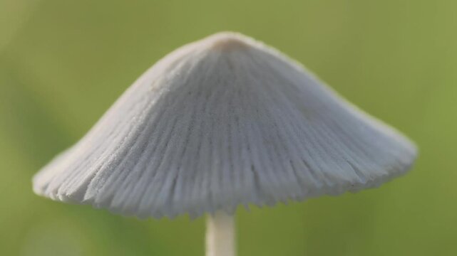 Tokyo, Japan - June 20, 2025: Closeup of a cap of Parasola plicatilis or pleated inkcap on lawn
