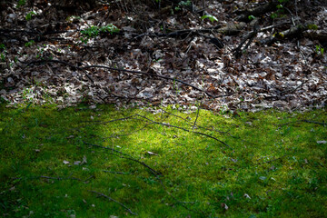 Green moss and fallen leaves under dappled sunlight in a forest clearing during springtime