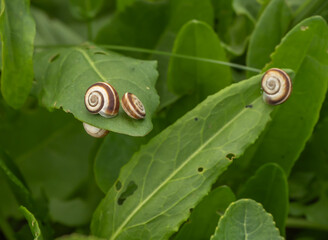 Closeup of small striped snails (Xerolenta obvia) on green leaves in nature. Macro photo of spiral...