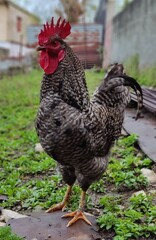 free range chicken in yard 