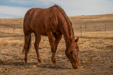 Brown horse eating feed outdoors