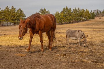 Horse and donkey in rural pasture