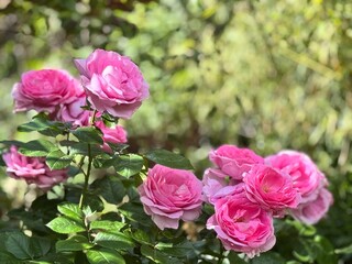 pink roses in garden