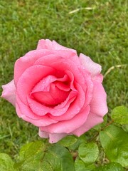 pink rose in garden