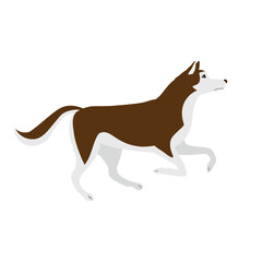 Vector flat hand drawn running husky dog isolated on white background