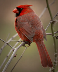 Male Northern Cardinal