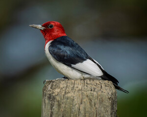  Red-headed Woodpecker