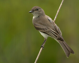 Eastern Phobe