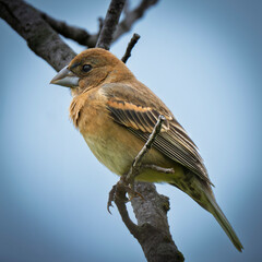 Female Blue Grosbeak