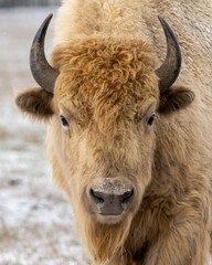 white buffalo in the snow