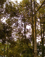 Tree grows tall (durian), grows naturally without plant medicine