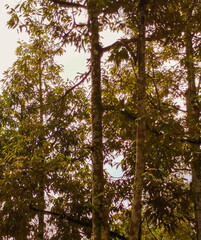 Fototapeta premium Tree grows tall (durian), grows naturally without plant medicine