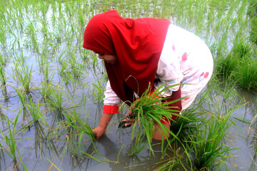 women planting rice in the rice fields