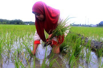 women planting rice in the rice fields