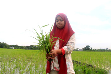 women planting rice in the rice fields