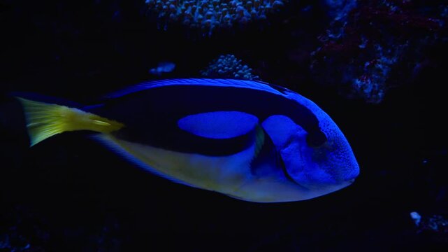 Blue surgeonfish (Paracanthurus hepatus) swimming alone among corals and anemones, showing off its beautiful blue tone and black touches and the beautiful yellow tail generated by the movement
