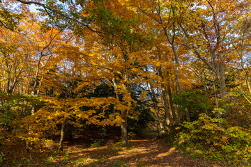 日本の風景・秋　北海道　紅葉の大沼公園