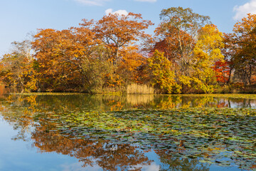 日本の風景・秋　北海道　紅葉の大沼公園
