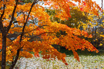 日本の風景・秋　北海道　紅葉の大沼公園