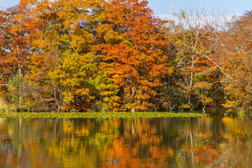 日本の風景・秋　北海道　紅葉の大沼公園