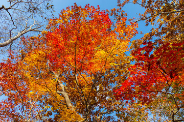 日本の風景・秋　北海道　紅葉の大沼公園