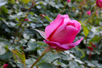 Tiffany Pink Rosebud 01