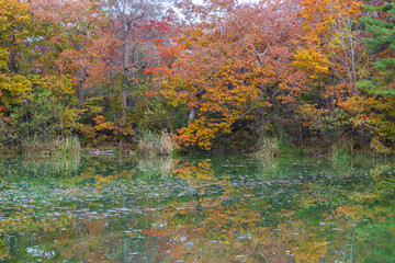 日本の風景・秋　北海道　紅葉の大沼公園