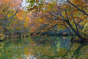 日本の風景・秋　北海道　紅葉の大沼公園
