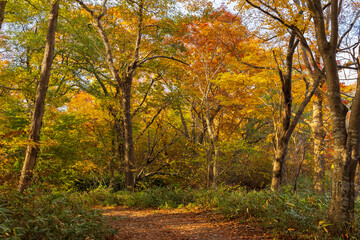日本の風景・秋　北海道　紅葉の大沼公園
