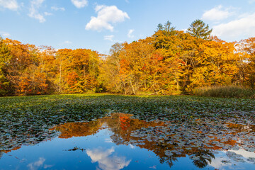 日本の風景・秋　北海道　紅葉の大沼公園