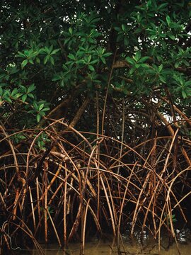 Paysage de mangrove typique au Gabon