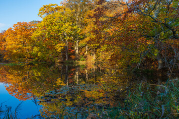 日本の風景・秋　北海道　紅葉の大沼公園