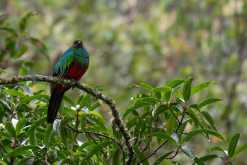 A Quetzal in a tree. in the Manu National Park in Peru.