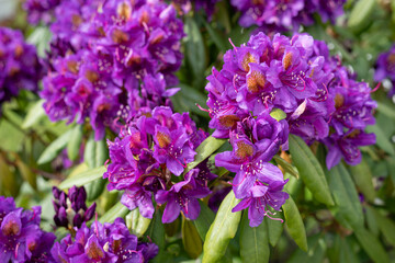 Obraz premium A close-up of patterned purple flowers on a rhododendron bush. 