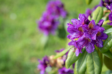 A close-up of patterned purple flowers on a rhododendron bush. 
