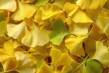 Ginkgo biloba stack backdrop