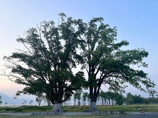 Whispers Between Trees