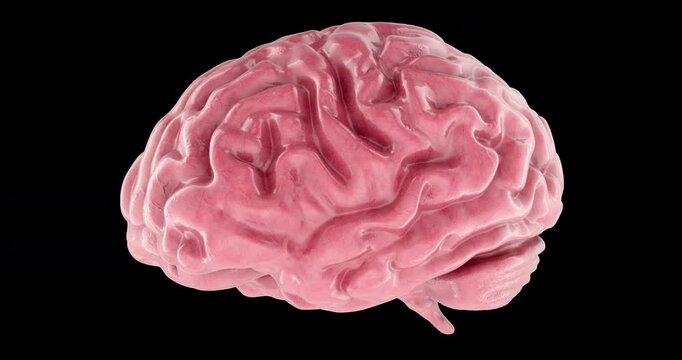 Brain with gyri and vessels,3d model rotating animation, seamlessly loopable. 3D rendering isolated on transparent background - Powered by Adobe