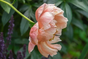 Fototapete Pfingstrosen Pfingstrose (Paeonia)  © AnnaReinert