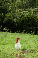 Proud White Rooster in the Colombian Countryside