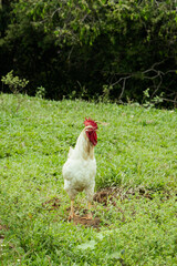 Majestic Farm King: White Rooster in Natural Habitat